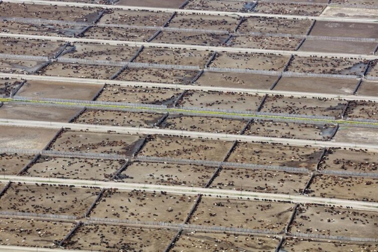 Estudio internacional revela el impacto de la ganadería industrial en las metas climáticas