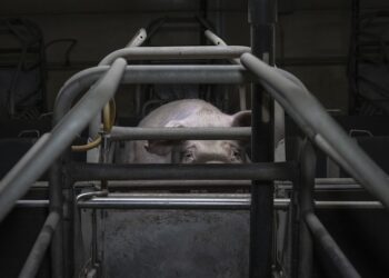 Carne de cerdo proveniente del Reino Unido llega a las mesas mexicanas contaminada de superbacterias, muy dañinas para la salud humana