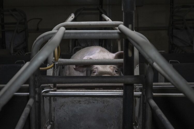 Carne de cerdo proveniente del Reino Unido llega a las mesas mexicanas contaminada de superbacterias, muy dañinas para la salud humana